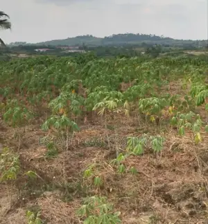 Sokoo! Lands Available for Sale at Dominase