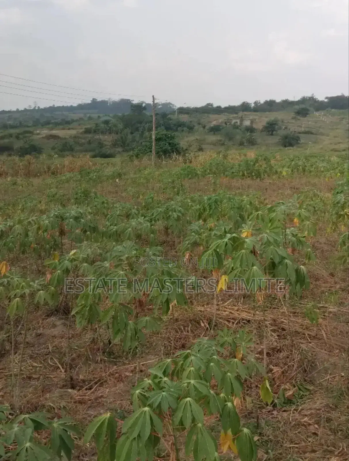 Donkomi Oo Acres if Lands for Sale at Gomoa Dominase