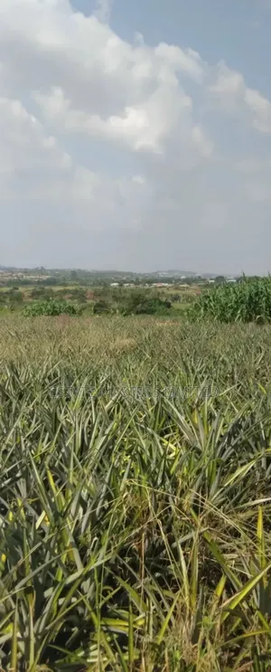 Where Dreams Begin, Own an Estate Land Today, Dominase
