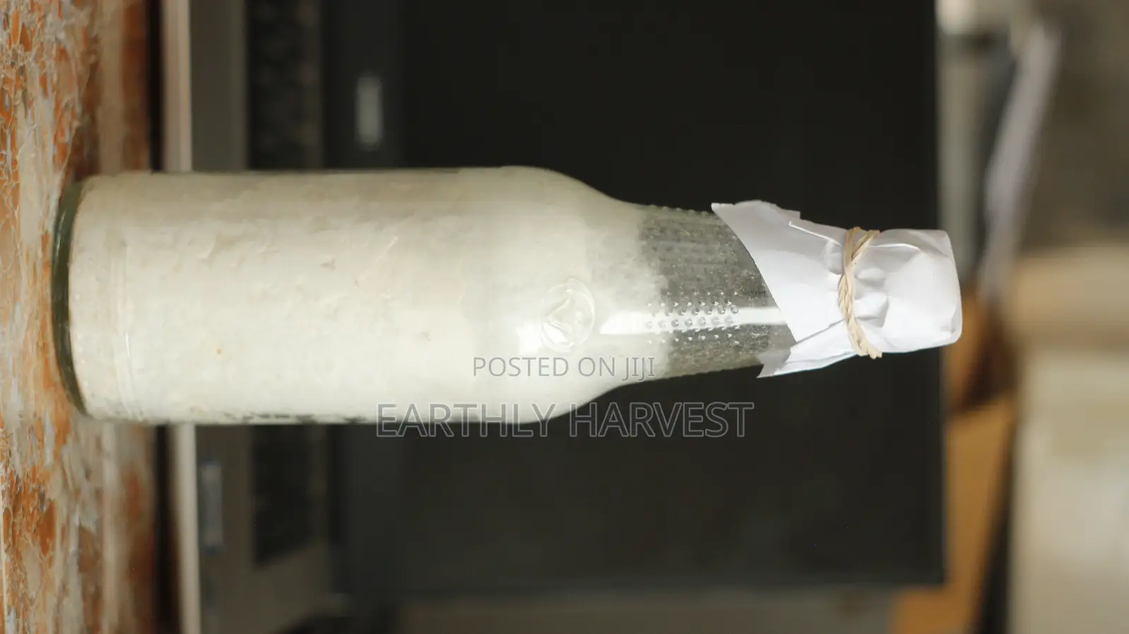 Pearl Oyster Mushroom Spawn