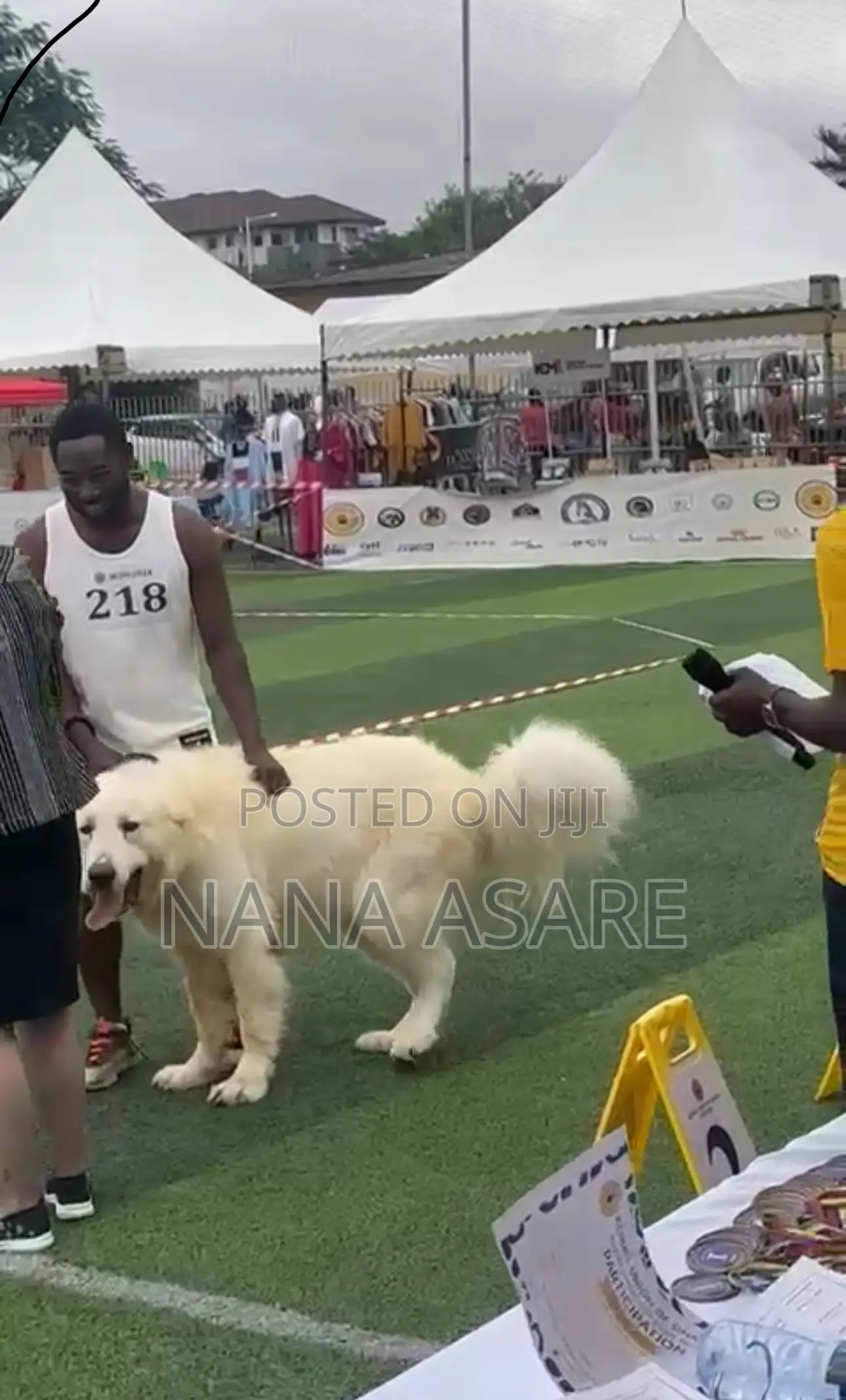 1+ year Male Purebred Caucasian Shepherd