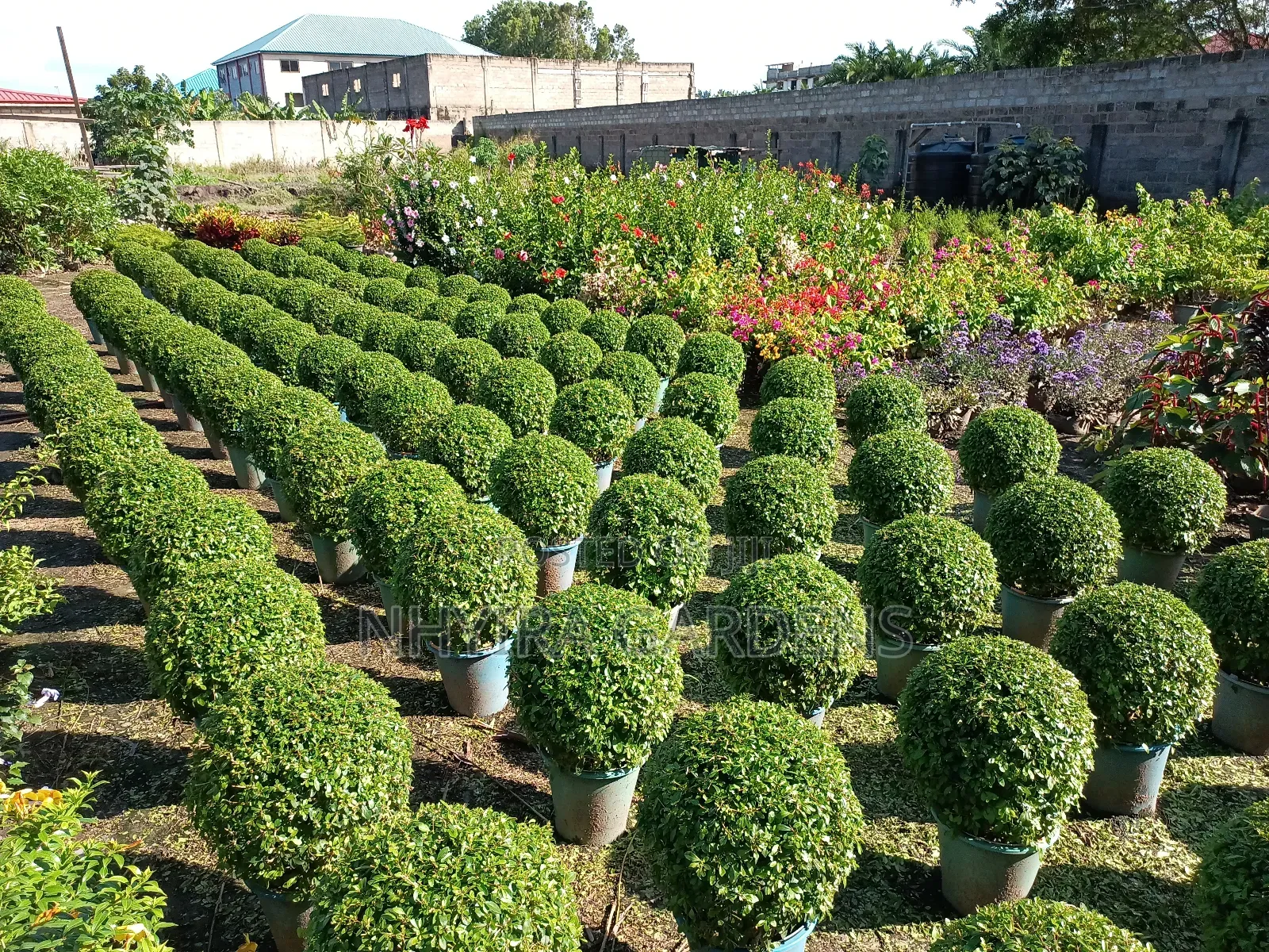 Shaped Plants for Sale