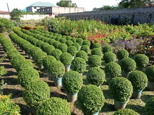 Shaped Plants for Sale