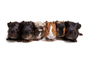 Guinea Pigs _ ( PLEASE READ DESCRIPTION )