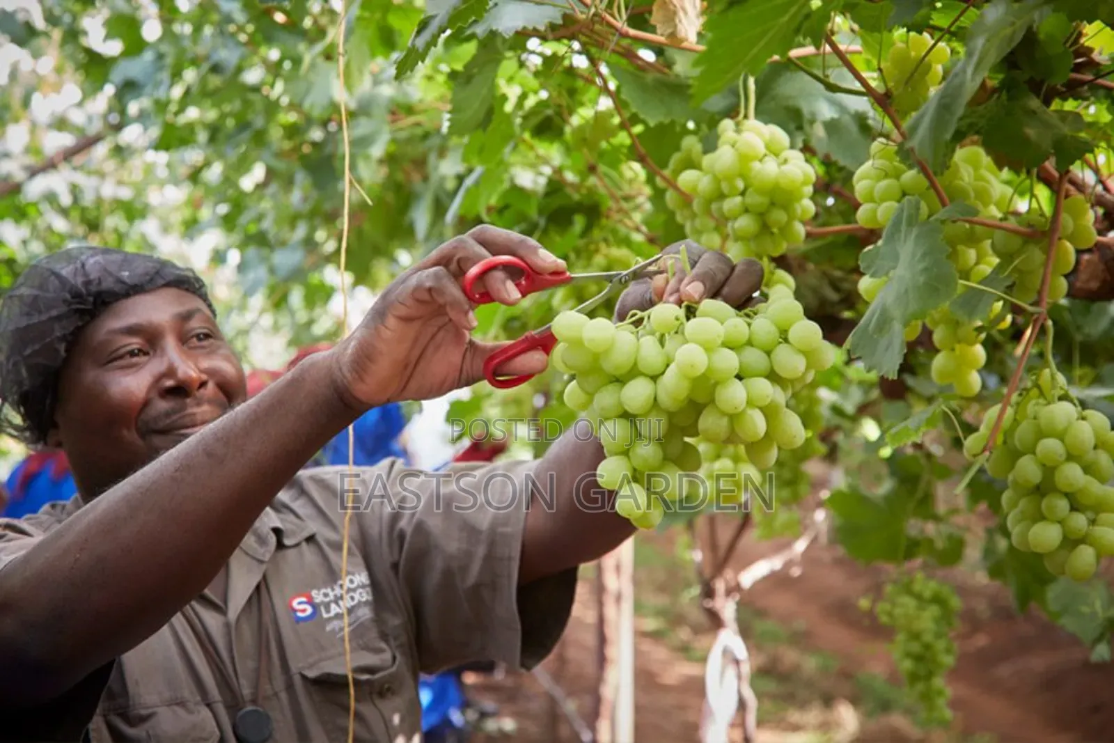 Exotic Grapes Seedlings