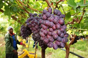 Exotic Grapes Seedlings