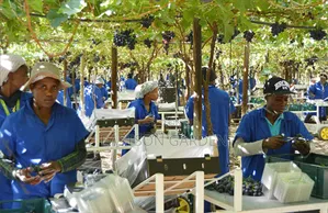 Exotic Grapes Seedlings