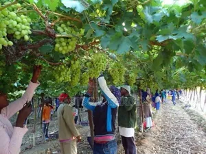 Exotic Grapes Seedlings