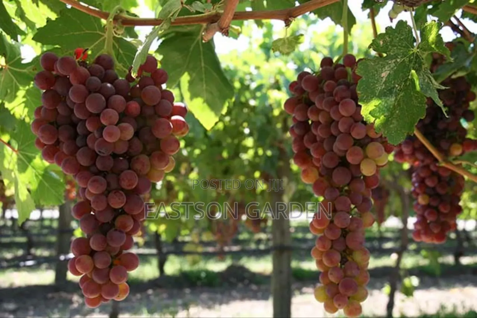Exotic Grapes Seedlings