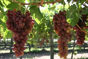 Exotic Grapes Seedlings