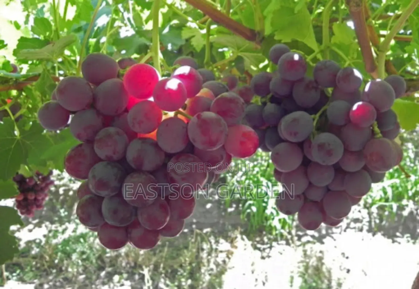 Exotic Grapes Seedlings