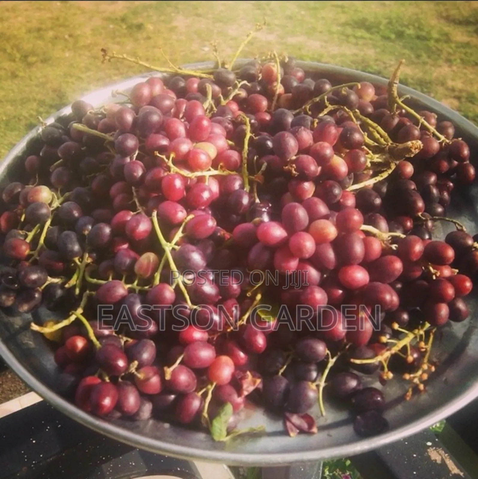 Exotic Grapes Seedlings