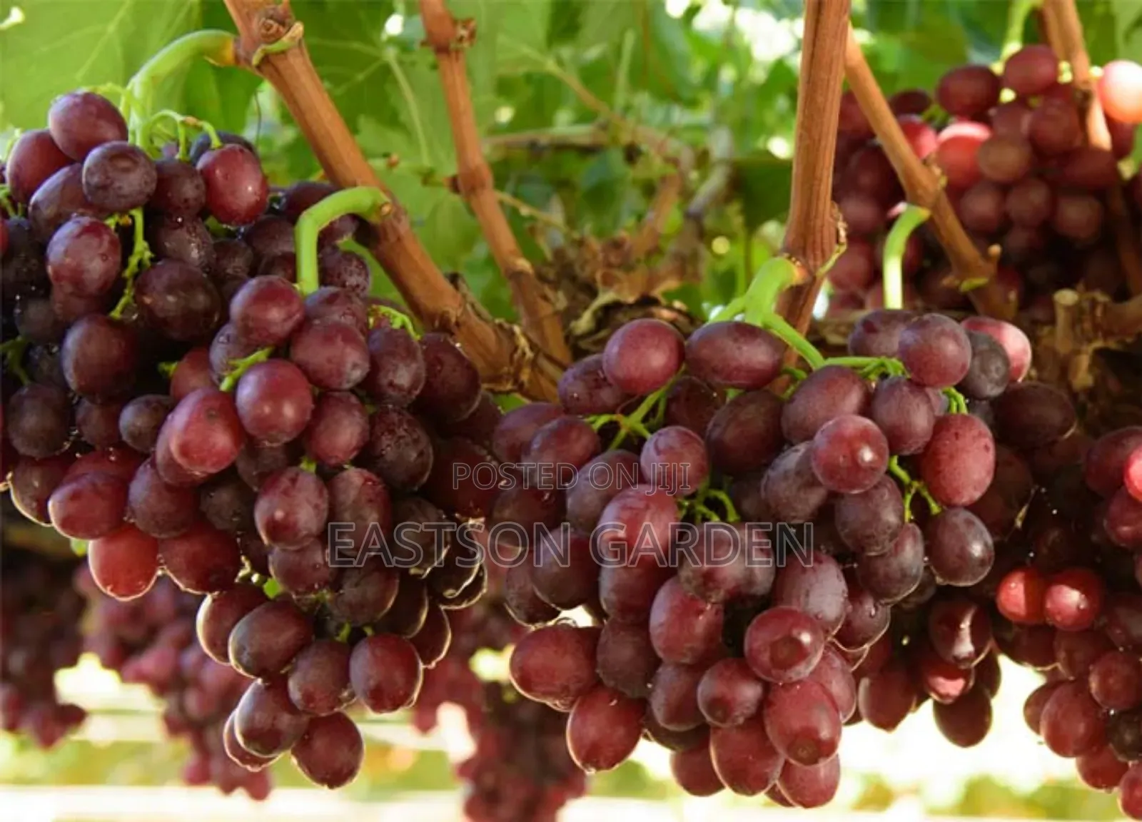 Exotic Grapes Seedlings
