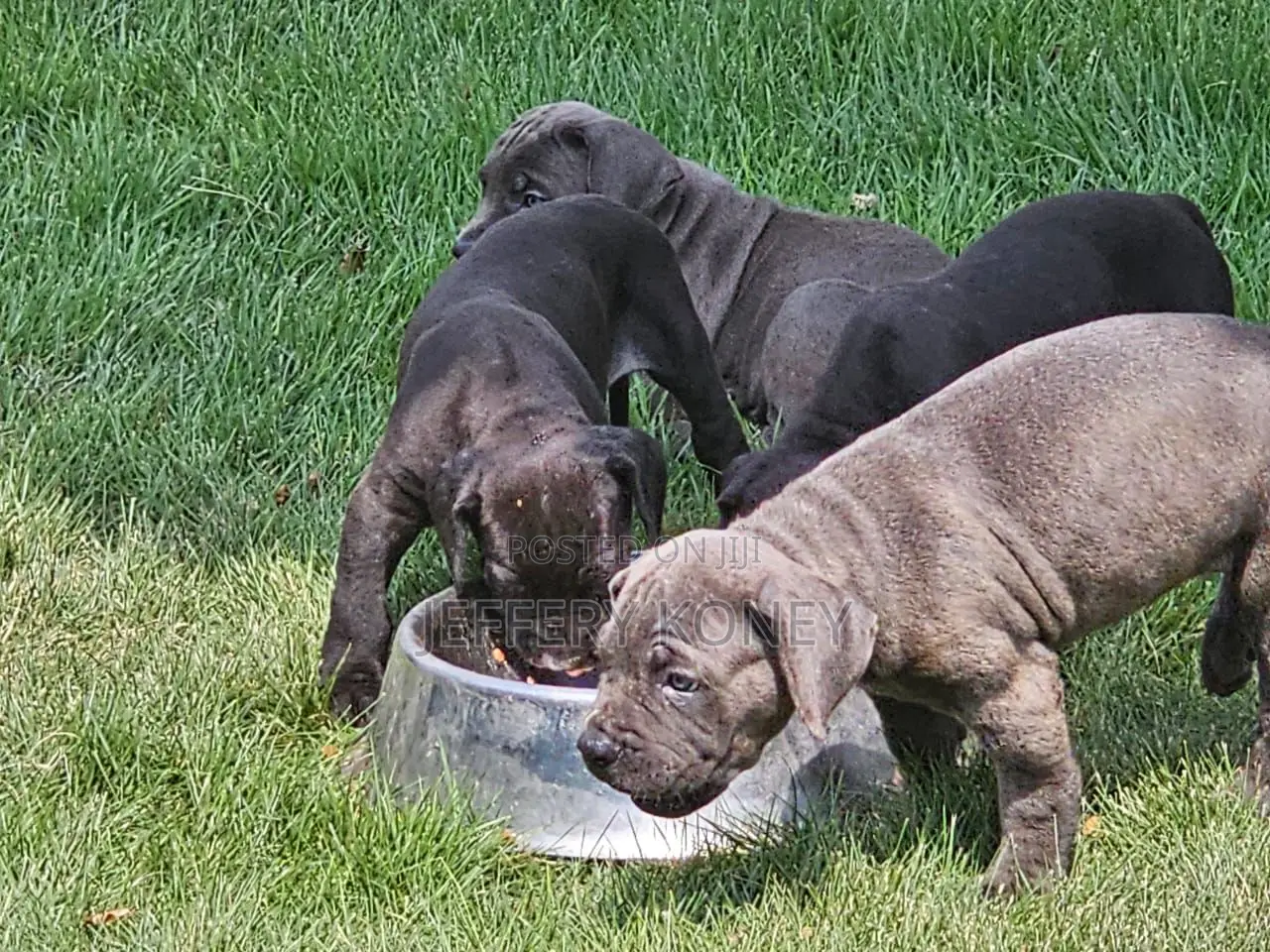 1-3 months Female Purebred Cane Corso