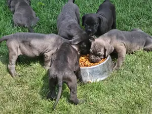 1-3 months Female Purebred Cane Corso