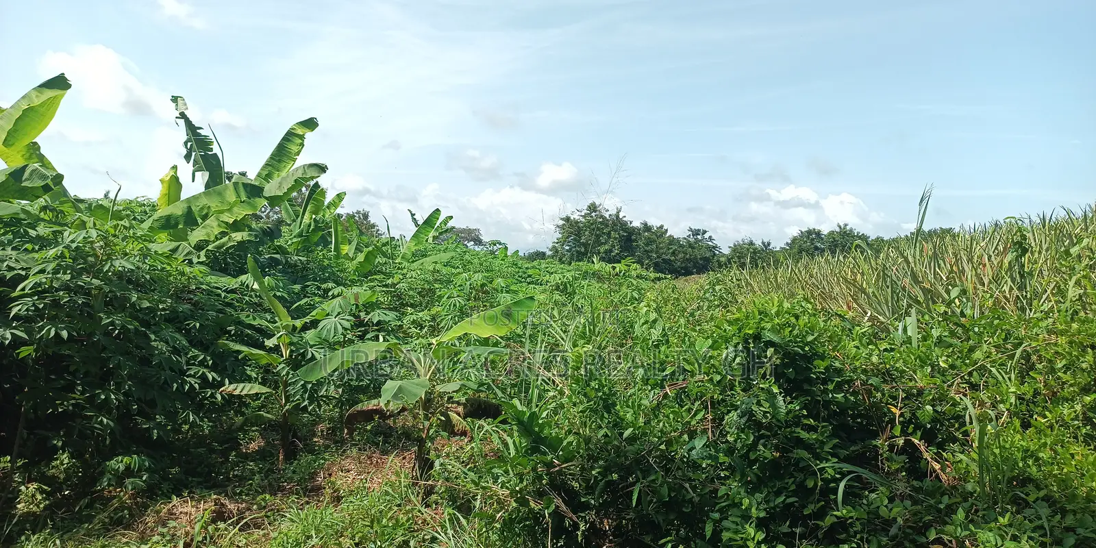 Central Region - (Ekumfi Awoyaa) _ 400+ Acres Mixed Farmland
