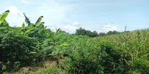 Central Region - (Ekumfi Awoyaa) _ 400+ Acres Mixed Farmland