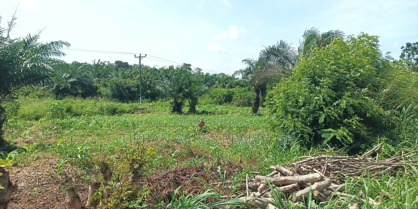 Central Region - (Ekumfi Awoyaa) _ 400+ Acres Mixed Farmland