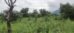 Volta Region, (Ho West) _ 100+ Acres Mixed Farmland