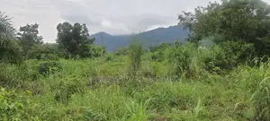 Volta Region, (Ho West) _ 100+ Acres Mixed Farmland