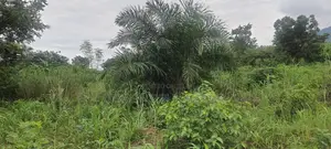 Volta Region, (Ho West) _ 100+ Acres Mixed Farmland