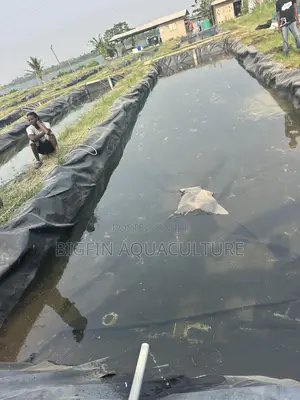 Tilapia and Catfish Pond and Cage Construction