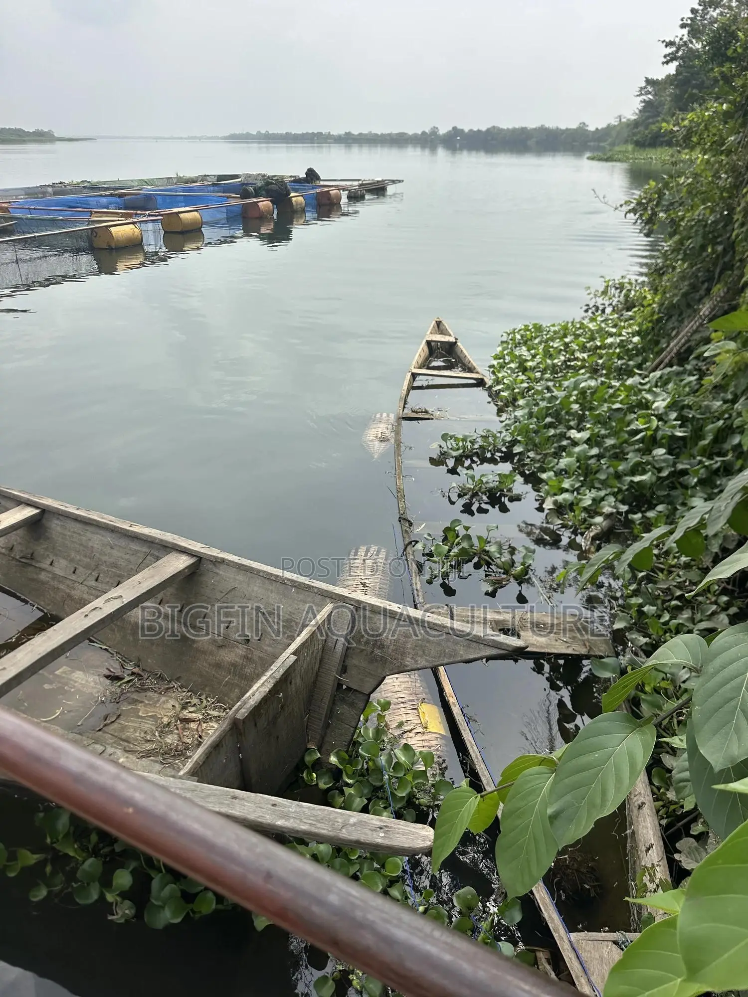 Tilapia and Catfish Pond and Cage Construction