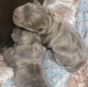 1-3 months Male Purebred Cane Corso