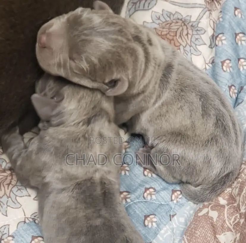 1-3 months Male Purebred Cane Corso