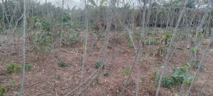 Legit Residential Half Plot of Land for Sale