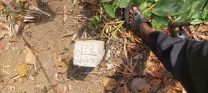 Kings Own Hands Land for Sale at Kwabere Kasaam