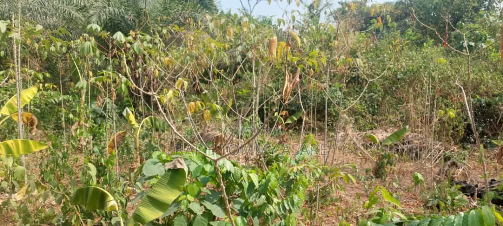 Kings Own Hands Land for Sale at Kwabere Kasaam