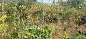 Kings Own Hands Land for Sale at Kwabere Kasaam