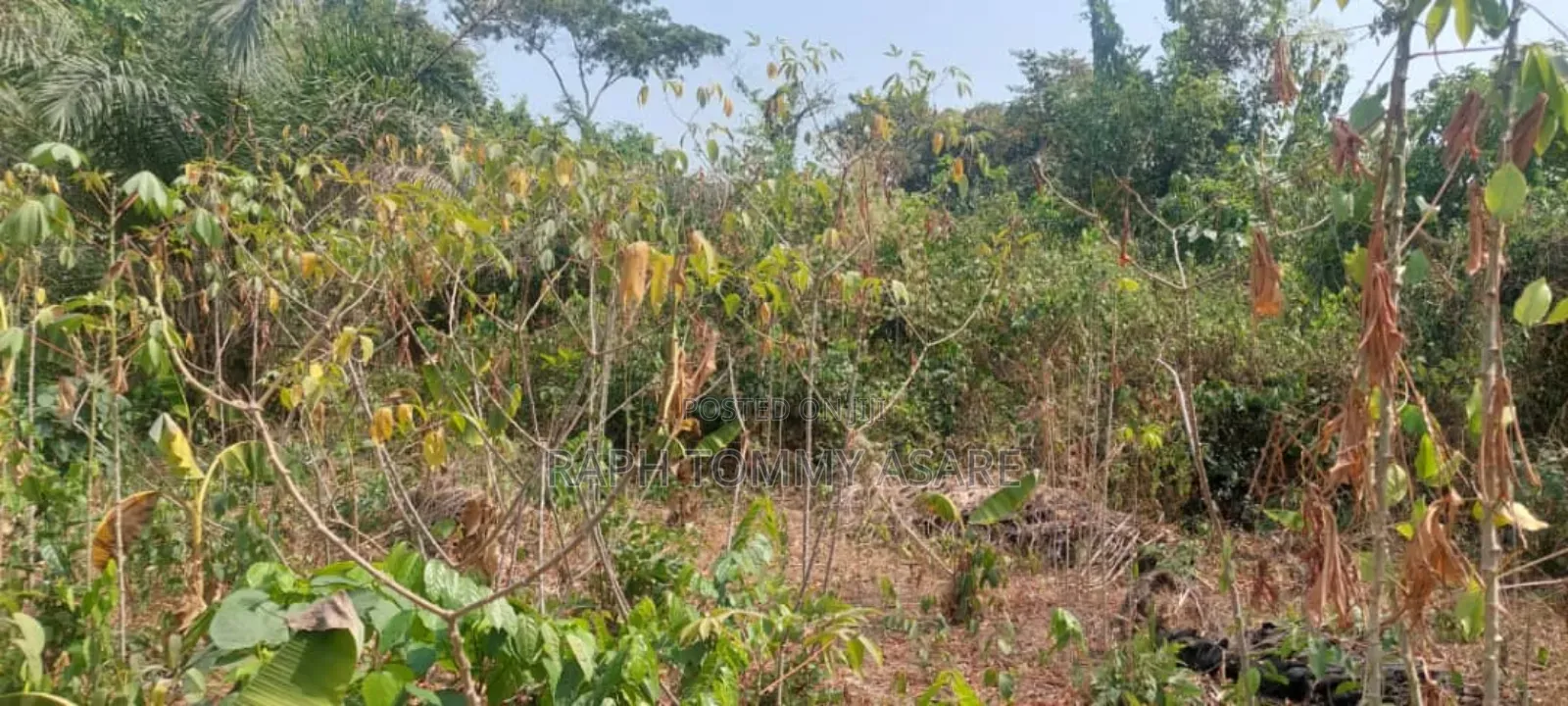 Kings Own Hands Land for Sale at Kwabere Kasaam