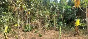 Kings Own Hands Land for Sale at Kwabere Kasaam