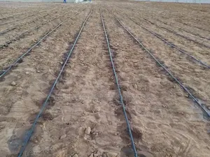 Drip Irrigation Installation