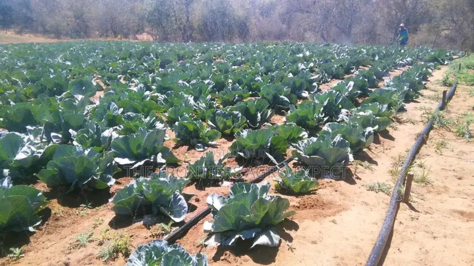 Drip Irrigation Installation
