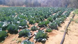 Drip Irrigation Installation