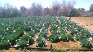 Drip Irrigation Installation