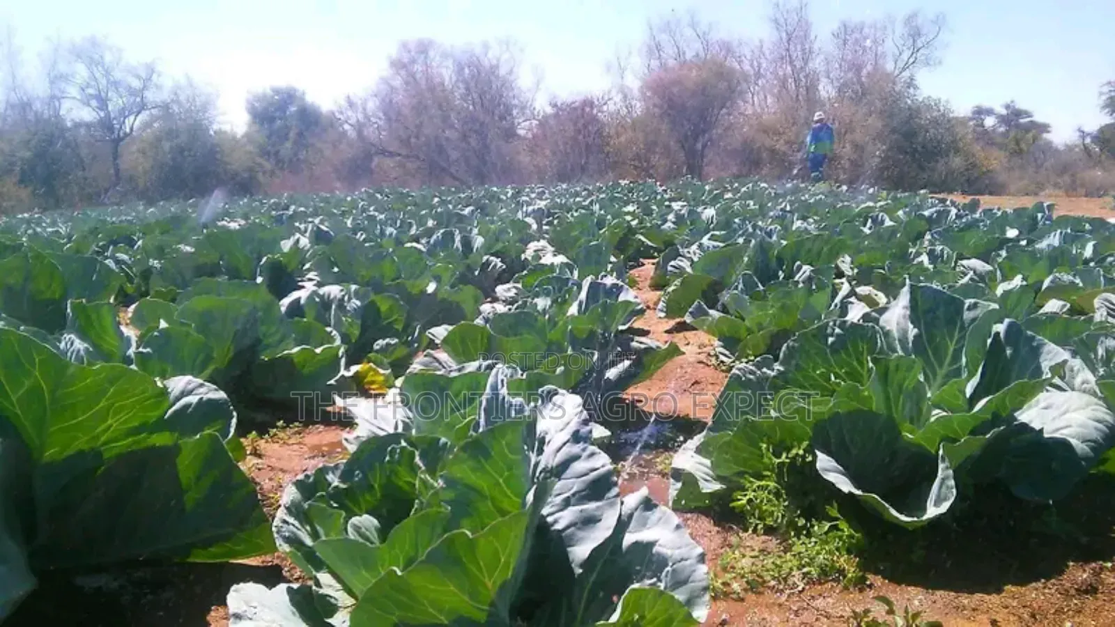 Drip Irrigation Installation