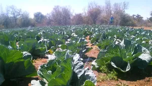 Drip Irrigation Installation
