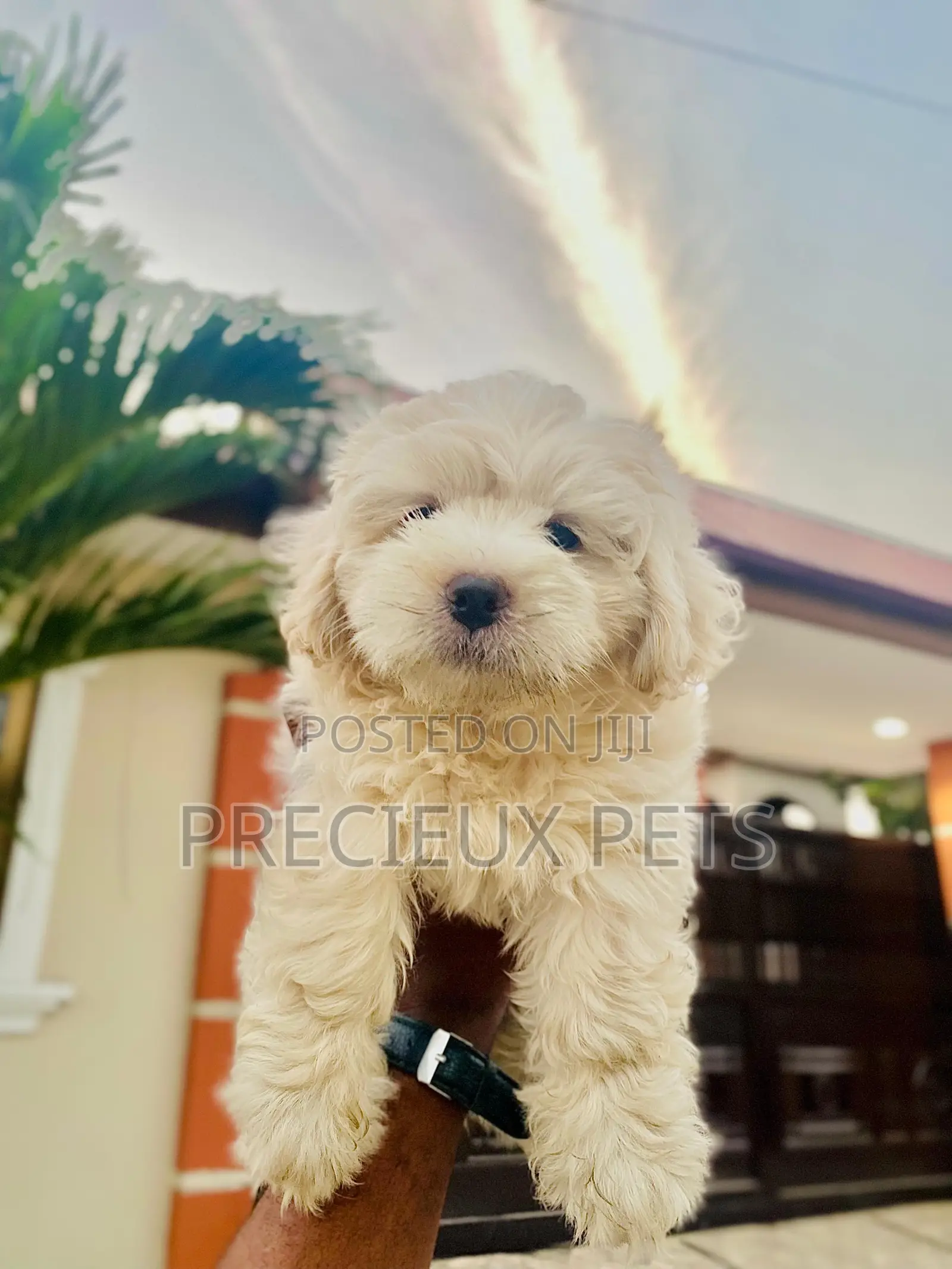 1-3 months Female Purebred Poodle