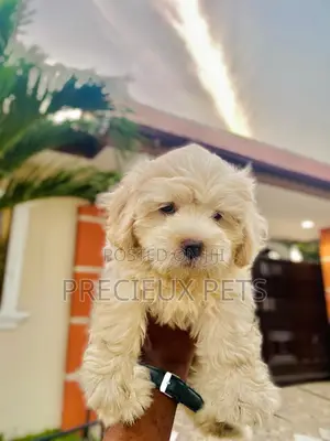 1-3 months Female Purebred Poodle
