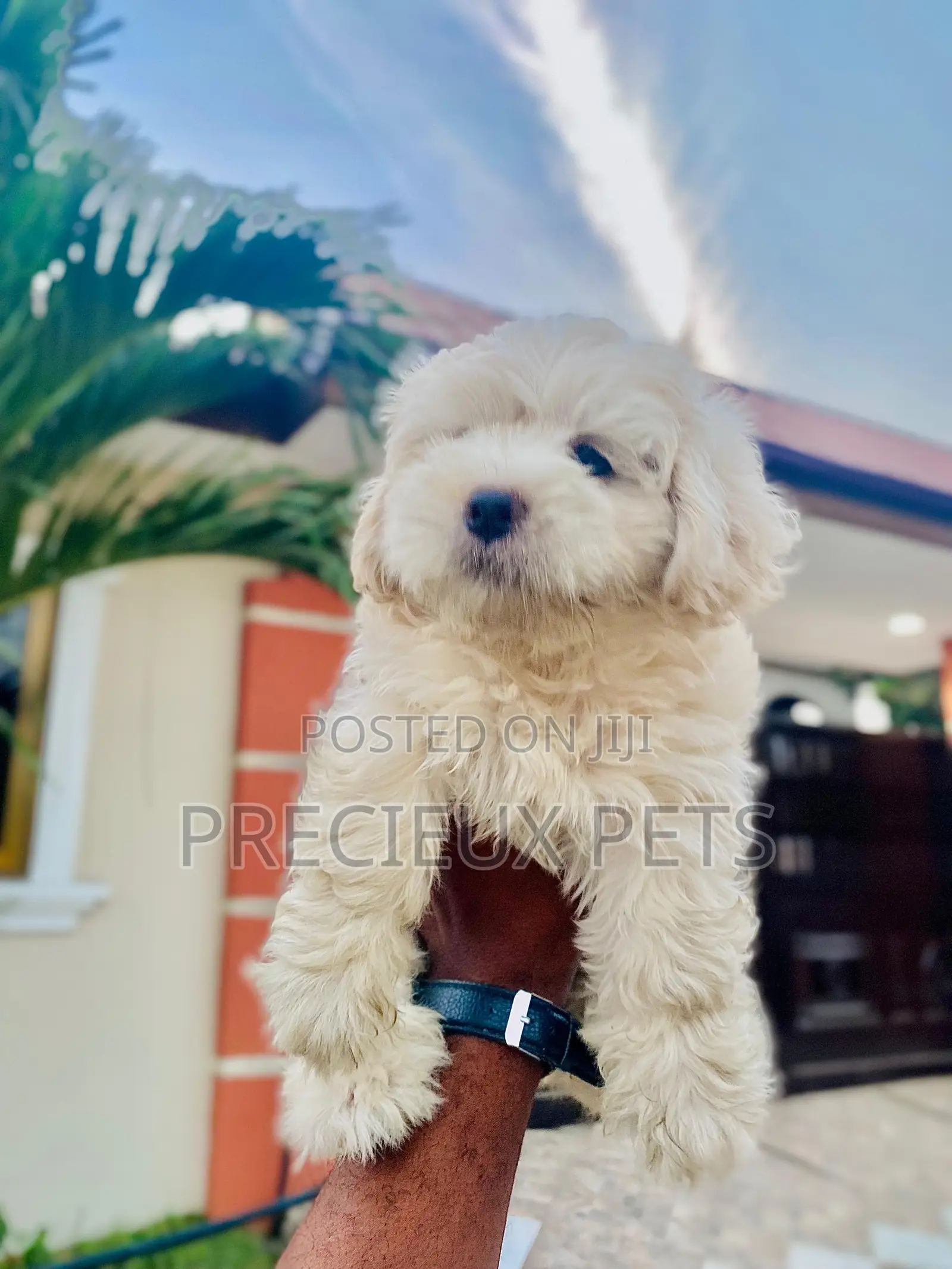 1-3 months Female Purebred Poodle