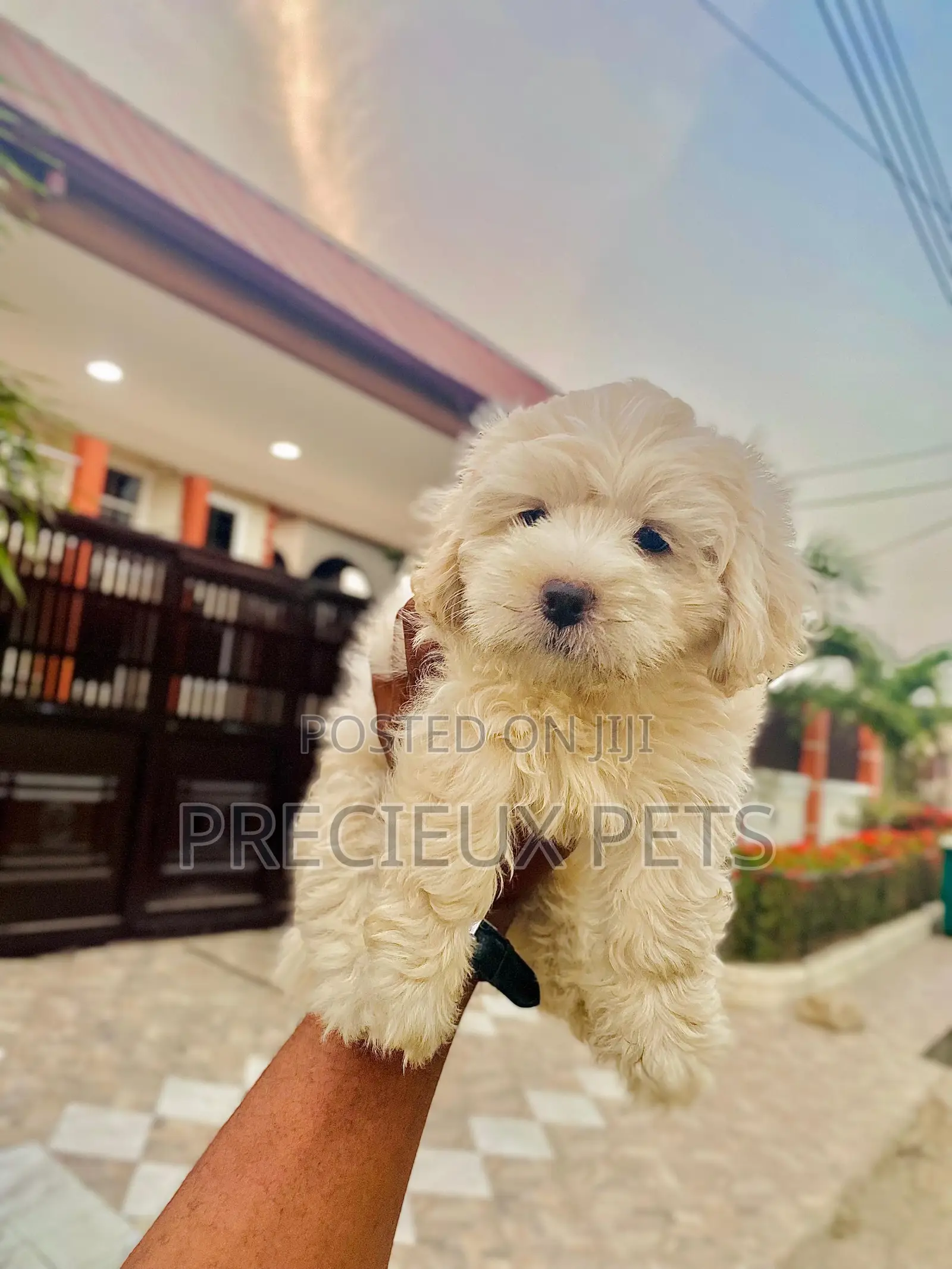 1-3 months Female Purebred Poodle