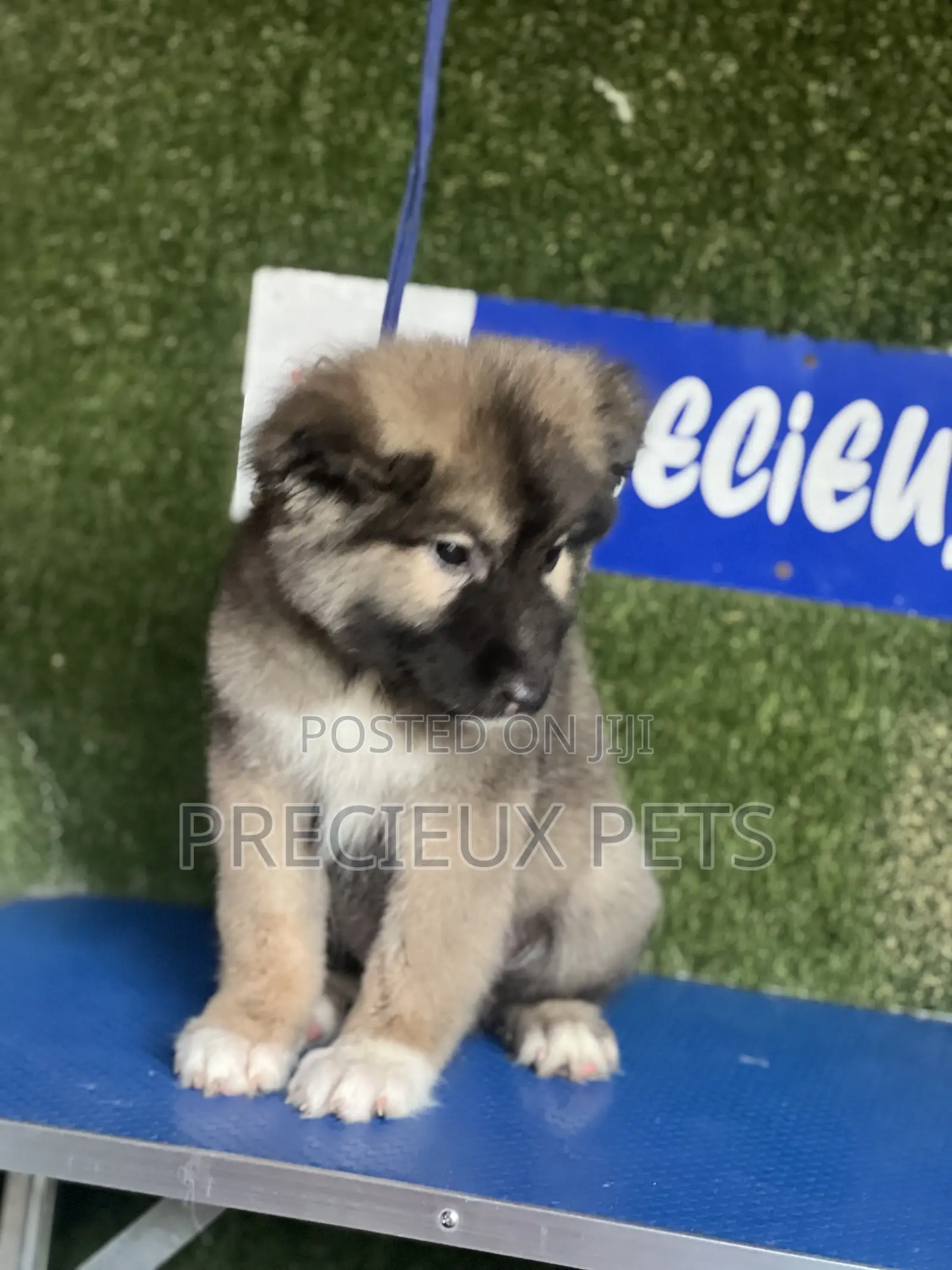 1-3 months Female Purebred Caucasian Shepherd