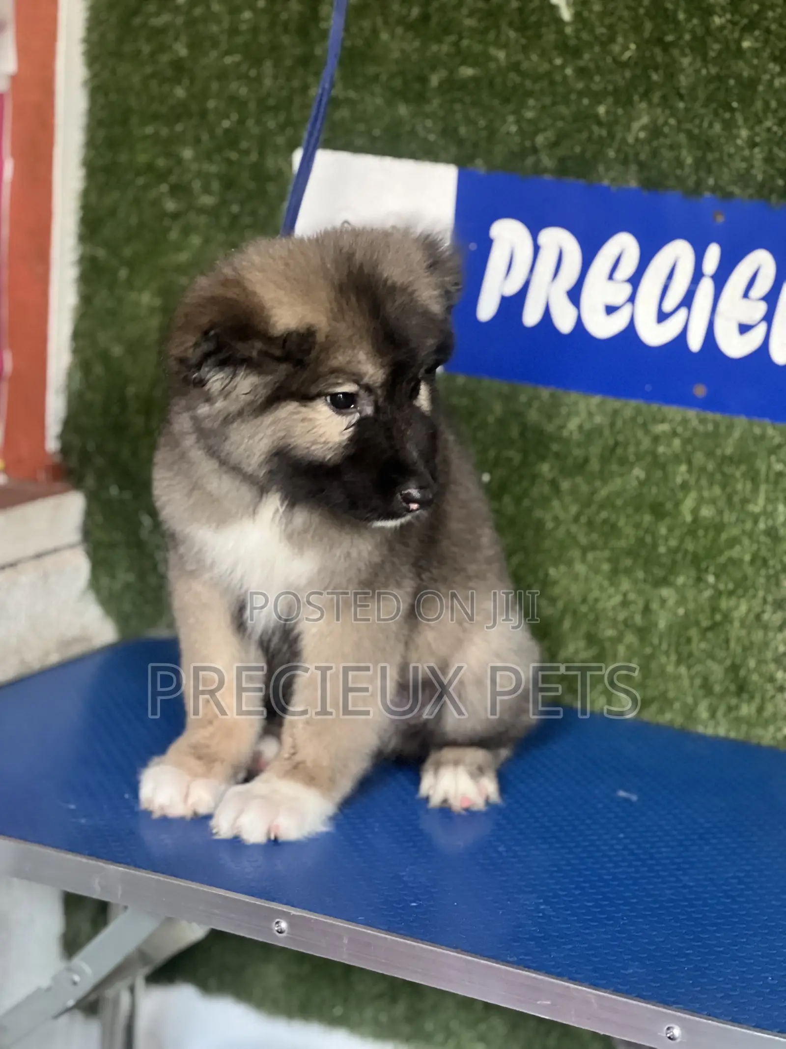 1-3 months Female Purebred Caucasian Shepherd