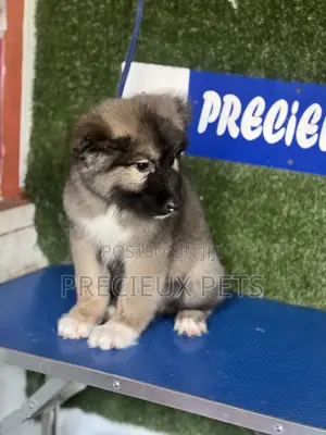 1-3 months Female Purebred Caucasian Shepherd