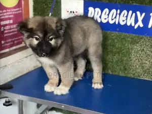 1-3 months Female Purebred Caucasian Shepherd