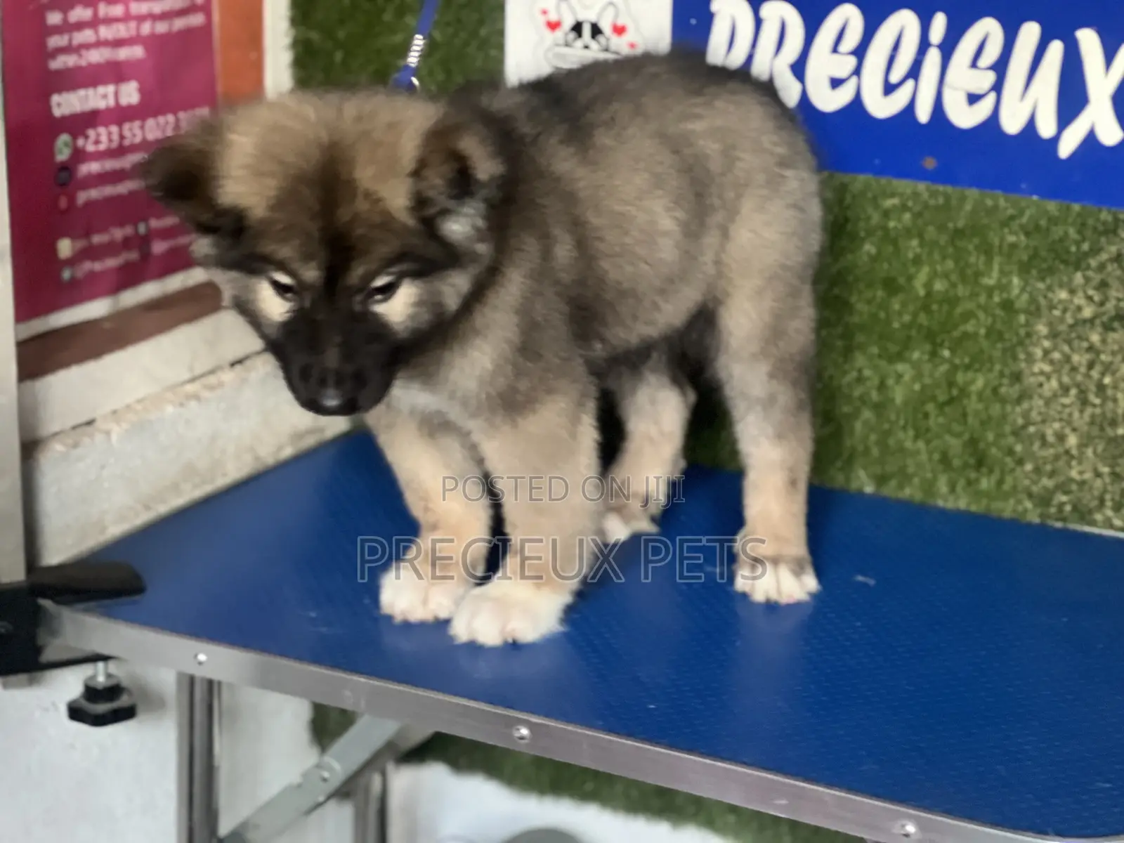 1-3 months Female Purebred Caucasian Shepherd